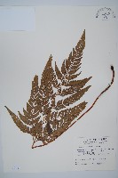 藏品(小葉複葉耳蕨)的圖片