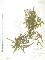 藏品(海金沙)的圖片