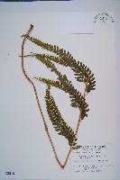 藏品(粗毛鱗蓋蕨)的圖片