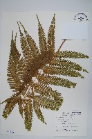 藏品(傅氏鳳尾蕨)的圖片