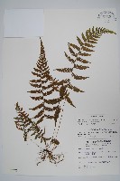 藏品(密腺副金星蕨)的圖片