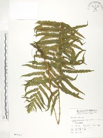 藏品(台灣毛蕨、台灣圓腺蕨)的圖片