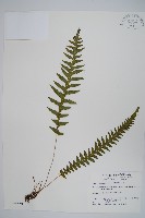 藏品(翅軸假金星蕨、短柄卵果蕨)的圖片