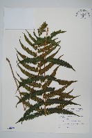 藏品(野小毛蕨)的圖片