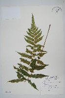 藏品(野小毛蕨)的圖片