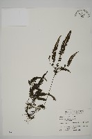 藏品(毛葉鐵線蕨)的圖片