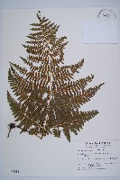 藏品(姬蕨)的圖片