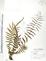 藏品(鱗蓋鳳尾蕨)的圖片