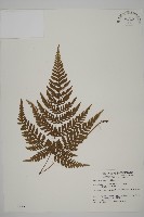 藏品(金毛蕨)的圖片