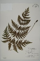 藏品(薄葉三叉蕨)的圖片