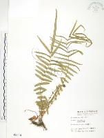 藏品(鱗蓋鳳尾蕨)的圖片