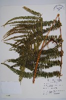 藏品(粗毛鱗蓋蕨)的圖片