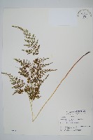 藏品(日本金粉蕨)的圖片