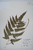 藏品(屋久複葉耳蕨)的圖片