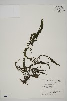 藏品(毛葉鐵線蕨)的圖片