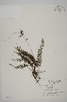 藏品(鞭葉鐵線蕨)的圖片