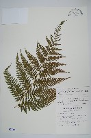 藏品(粗毛金星蕨)的圖片