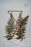 藏品(粗毛金星蕨)的圖片