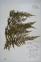 藏品(粗毛金星蕨)的圖片