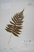 藏品(密毛毛蕨)的圖片