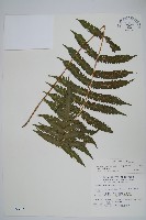 藏品(梳毛蕨)的圖片