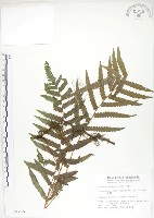 藏品(毛蕨)的圖片