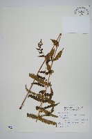 藏品(野小毛蕨)的圖片