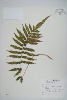 藏品(野小毛蕨)的圖片