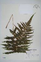 藏品(野小毛蕨)的圖片