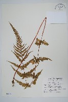 藏品(光囊紫柄蕨)的圖片