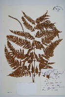 藏品(落鱗鱗毛蕨)的圖片