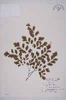 藏品(鐵線蕨)的圖片