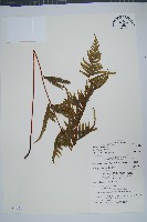 藏品(疏羽半邊旗)的圖片