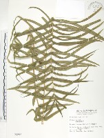 藏品(鱗蓋鳳尾蕨)的圖片