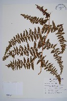 藏品(刺柄碗蕨)的圖片