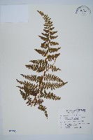 藏品(刺柄碗蕨)的圖片