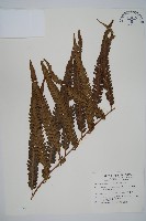 藏品(光葉鱗蓋蕨)的圖片