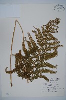 藏品(亞粗毛鱗蓋蕨)的圖片