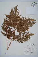 藏品(蕨)的圖片