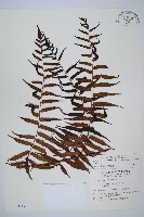 藏品(黑桫蕨)的圖片