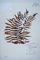 藏品(黑桫蕨)的圖片