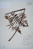 藏品(黑桫蕨)的圖片