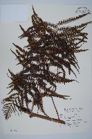 藏品(金狗毛蕨)的圖片