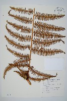 藏品(中華裡白)的圖片