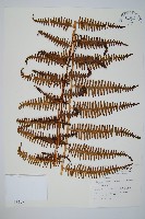 藏品(中華裡白)的圖片