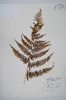 藏品(司氏碗蕨)的圖片