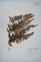 藏品(司氏碗蕨)的圖片