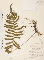 藏品(毛蕨)的圖片