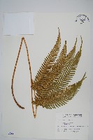 藏品(傅氏鳳尾蕨)的圖片