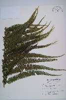 藏品(粗毛鱗蓋蕨)的圖片